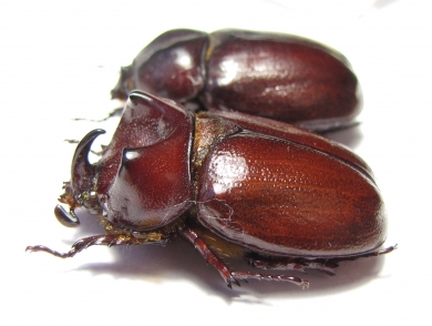 Blabephorus pinguis, pair  Malaysia - INSECTS-STORE.RU