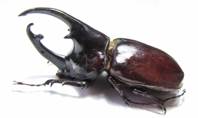 Augosoma centaurus  Cameroon 76mm - INSECTS-STORE.RU