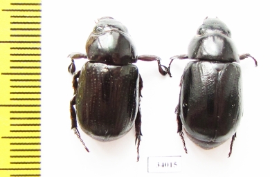 Dynastinae sp., pair  Ecuador - INSECTS-STORE.RU