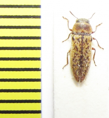 Buprestidae sp.  Chile - INSECTS-STORE.RU