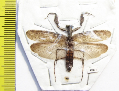 Mantodea sp.  Indonesia, Java - INSECTS-STORE.RU