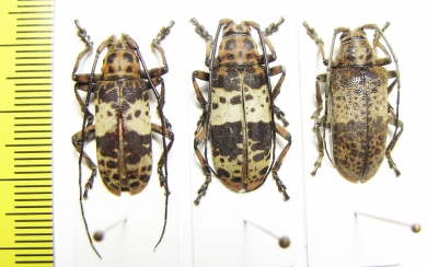 Ceroplesis adusta, pair  Congo - INSECTS-STORE.RU