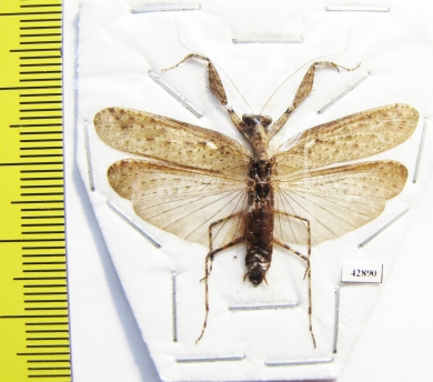 Mantodea sp.  Indonesia, Java - INSECTS-STORE.RU