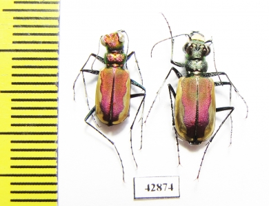 Cicindela lacteola lacteola, pair  Kazakhstan - INSECTS-STORE.RU