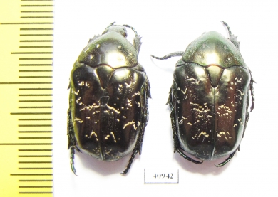 Protaetia lugubris  Russia, Tver reg. - INSECTS-STORE.RU