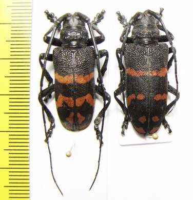 Ceroplesis militaris, pair  Congo - INSECTS-STORE.RU
