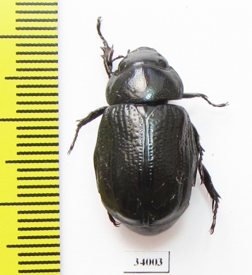 Dynastinae sp.  Ecuador - INSECTS-STORE.RU