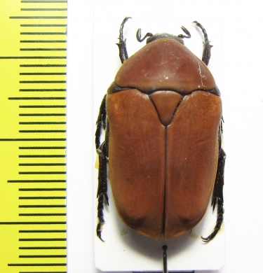 Pachnoda marginata  Cameroon - INSECTS-STORE.RU