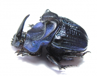 Coprophanaeus lancifer  Brasilia  40mm - INSECTS-STORE.RU