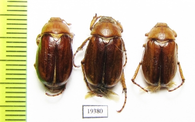 Rhizotrogus aestivus  Russia, Volgograd reg. - INSECTS-STORE.RU