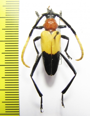 Pachyteria chewi  Malaysia, Borneo - INSECTS-STORE.RU