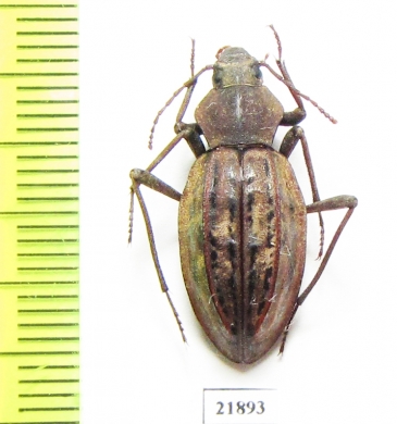 Tenebrionidae sp.  Namibia - INSECTS-STORE.RU