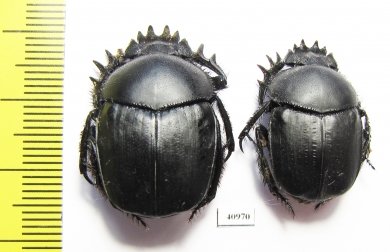 Scarabaeus pius, pair  Russia, Astrakhan reg. - INSECTS-STORE.RU