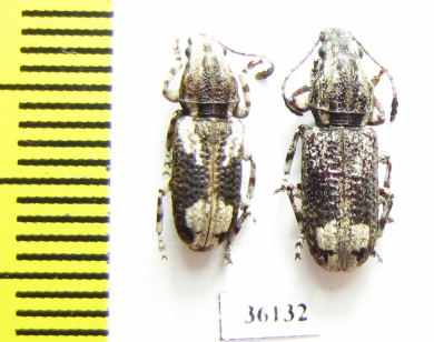 Anthribidae sp.  Thailand - INSECTS-STORE.RU