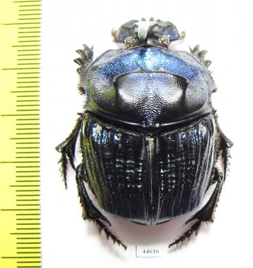 Coprophanaeus lancifer  Brasilia  40mm - INSECTS-STORE.RU