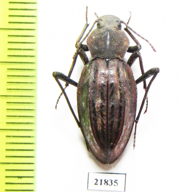 Tenebrionidae sp.  Namibia - INSECTS-STORE.RU