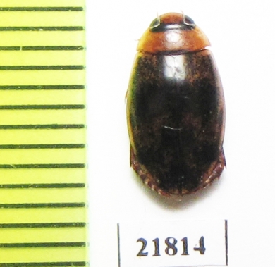 Dytiscidae sp.  Thailand - INSECTS-STORE.RU