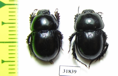 Phelotrupes imurai, pair China - INSECTS-STORE.RU