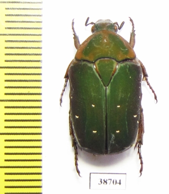 Pachnoda rubriventris rubrocinctoides  Congo - INSECTS-STORE.RU