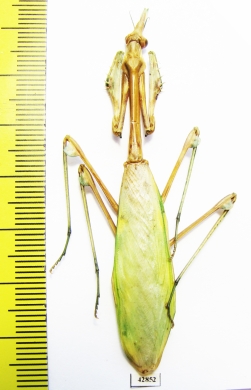 Mantodea sp.  Kazakhstan - INSECTS-STORE.RU