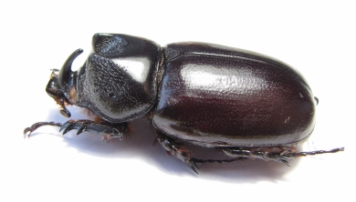 Scapanes australis  Indonesia, Papua - INSECTS-STORE.RU