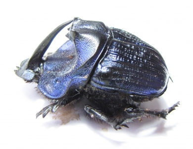 Coprophanaeus lancifer  Brasilia  42mm - INSECTS-STORE.RU