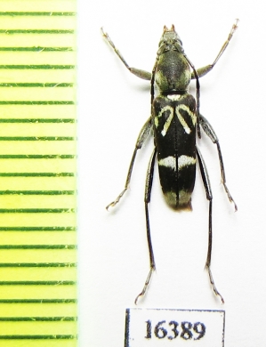 Chlorophorus sp.  Indonesia, Sumatra - INSECTS-STORE.RU