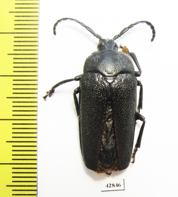 Holonotus laevithorax  Mexico  - INSECTS-STORE.RU