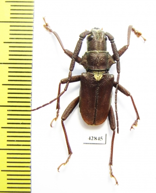 Scatopyrodes aspericornis  Mexico  - INSECTS-STORE.RU