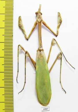 Mantodea sp.  Kazakhstan - INSECTS-STORE.RU