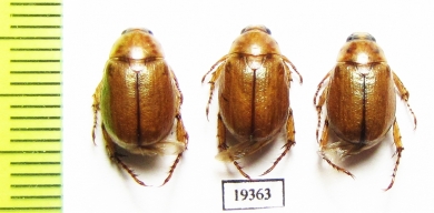 Anomala errans  Russia, Astrakhan reg. - INSECTS-STORE.RU