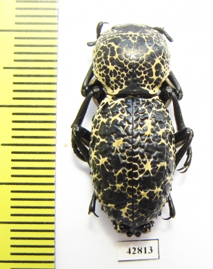 Zopherus sp.  Mexico - INSECTS-STORE.RU