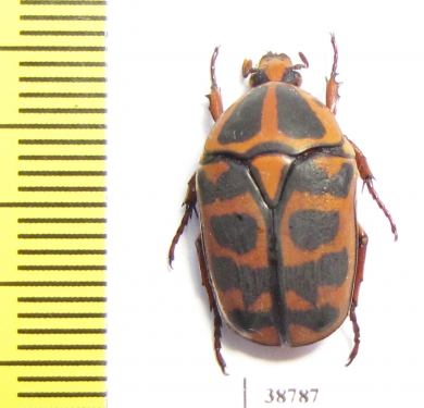 Pachnoda cordata tigris  Togo - INSECTS-STORE.RU