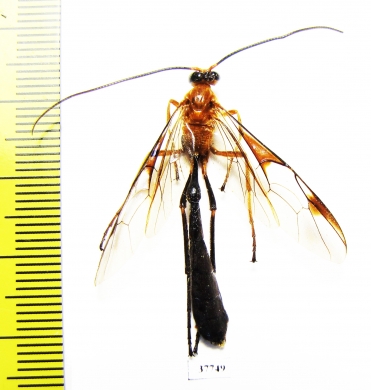 Ichneumonoidea sp.  Honduras - INSECTS-STORE.RU