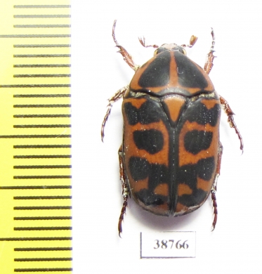 Pachnoda cordata tigris  Togo - INSECTS-STORE.RU