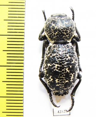 Zopherus sp.  Mexico - INSECTS-STORE.RU