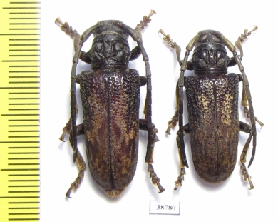 Phryneta sp. Congo - INSECTS-STORE.RU