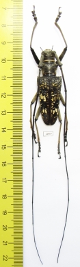 Cerambycidae sp.  Indonesia, Java 43mm - INSECTS-STORE.RU