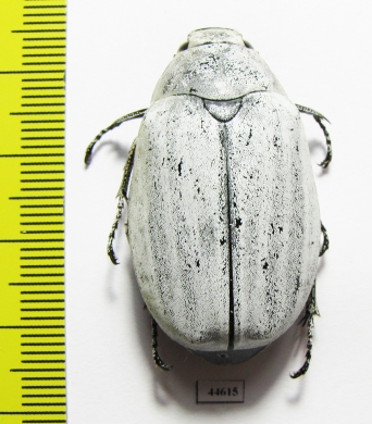 Lepidiota stigma  Indonesia, Sumatra - INSECTS-STORE.RU