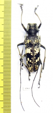 Cerambycidae sp.  Indonesia, Java 35mm - INSECTS-STORE.RU