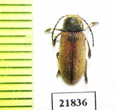 Dascillidae sp.  Myanmar - INSECTS-STORE.RU