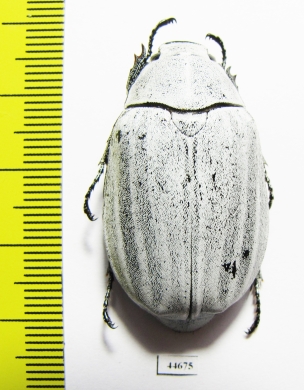 Lepidiota stigma  Indonesia, Sumatra - INSECTS-STORE.RU