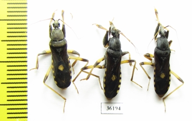 Hemiptera sp.  Thailand - INSECTS-STORE.RU