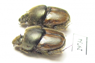 Onthophagus hirtus, pair  Spain - INSECTS-STORE.RU