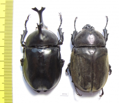 Allomyrina dichotomus, pair  Thailand  55mm - INSECTS-STORE.RU