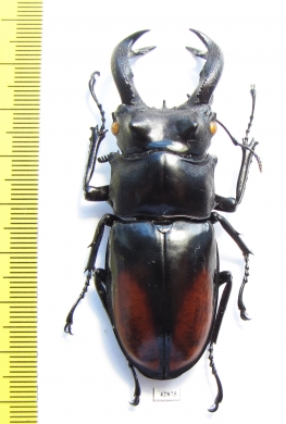 Hexarthrius parryi paradoxus  Indonesia, Sumatra 70mm - INSECTS-STORE.RU