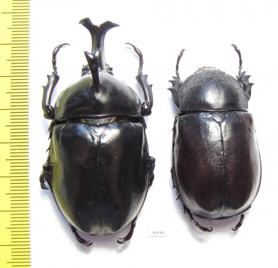Allomyrina dichotomus, pair  Thailand  58mm - INSECTS-STORE.RU