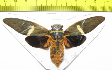 Tosena melanoptera  Indonesia, Java - INSECTS-STORE.RU