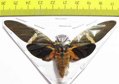 Tosena melanoptera  Indonesia, Java - INSECTS-STORE.RU