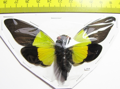 Trengganua sybylla  Malaysia - INSECTS-STORE.RU